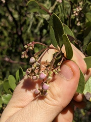 Arctostaphylos bakeri bakeri