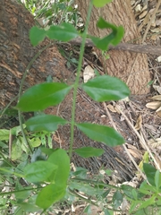 Azima tetracantha