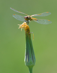 Tragopogon orientalis