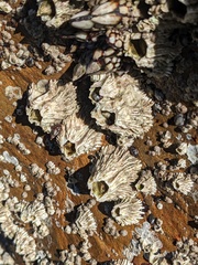 Semibalanus cariosus