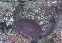 Cycloxanthops novemdentatus