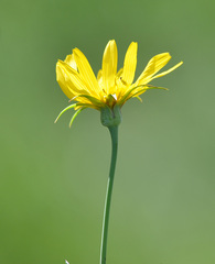 Tragopogon orientalis