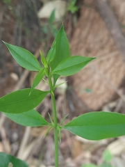 Azima tetracantha