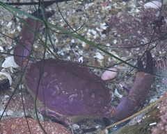 Cycloxanthops novemdentatus