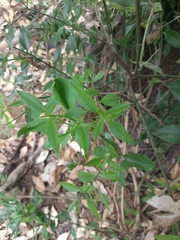 Azima tetracantha