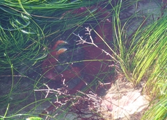 Taliepus nuttallii