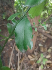 Azima tetracantha