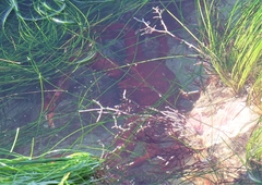 Taliepus nuttallii