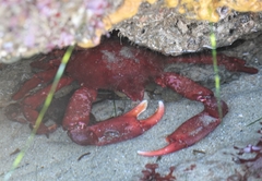 Taliepus nuttallii