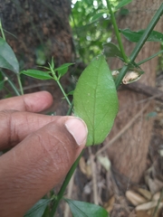 Azima tetracantha