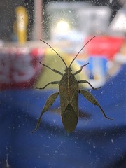 Physomerus grossipes