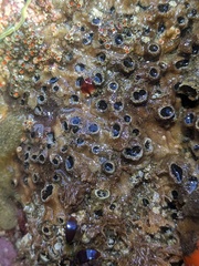 Dodecaceria fewkesi