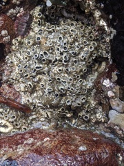 Dodecaceria fewkesi