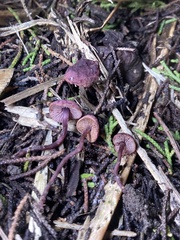 Pseudobaeospora deckeri