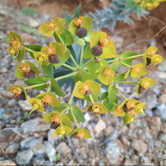 Euphorbia rigida