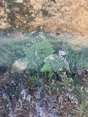 Myriopteris clevelandii