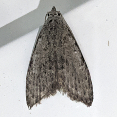 Nola pleurosema