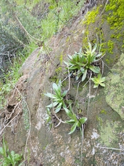 Dudleya lanceolata