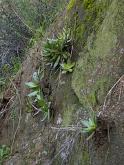 Dudleya lanceolata