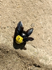 Xylocopa ruficornis