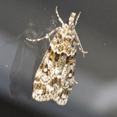 Scoparia exhibitalis