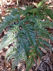 Dryopteris bissetiana