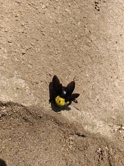 Xylocopa ruficornis