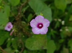 Ipomoea triloba