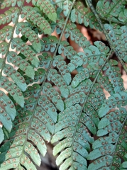 Dryopteris bissetiana
