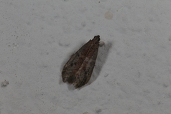 Ephestia woodiella