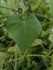 Ipomoea triloba