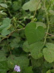 Ipomoea triloba