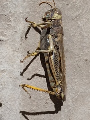 Melanoplus differentialis