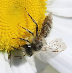 Cnemidandrena