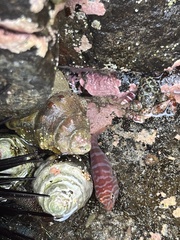 Aspasmogaster costata