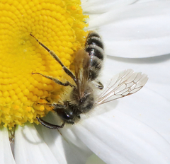 Cnemidandrena