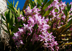 Dendrobium nobile