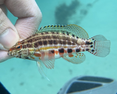 Baldwin's serranid (Serranus baldwini) — Serranidae — 2