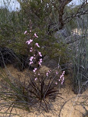 Stylidium elongatum