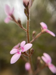 Stylidium elongatum