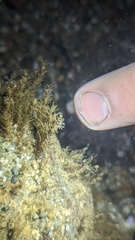 Cuthonella cocoachroma