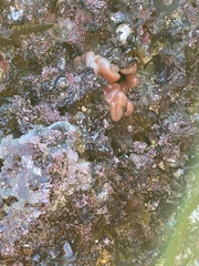 Aplidium californicum