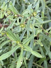 Iberis sempervirens