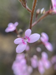 Stylidium elongatum