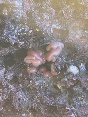Aplidium californicum