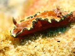 Glossodoris