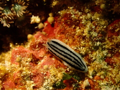 Phyllidiopsis