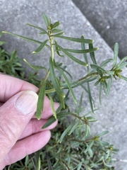 Iberis sempervirens