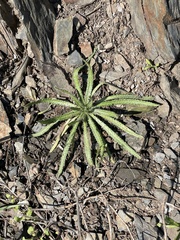 Malacothrix floccifera