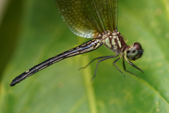 Macrothemis inequiunguis